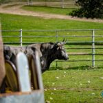 Toros de Victorino Martín para Las Ventas el Domingo de Ramos de 2018.