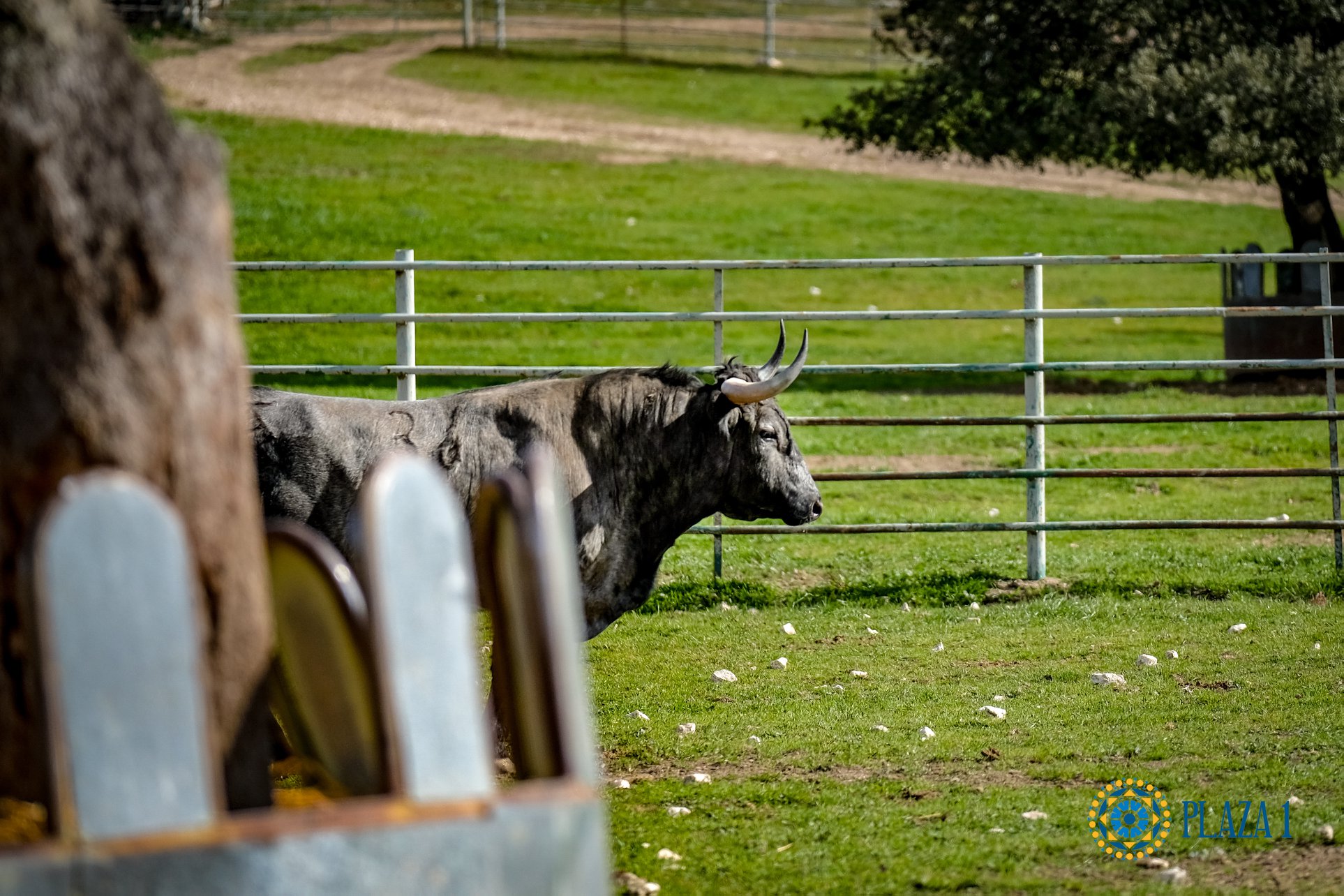 Toros de Victorino Martín para Las Ventas el Domingo de Ramos de 2018.