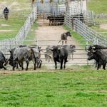 Toros de Victorino Martín para Las Ventas el Domingo de Ramos de 2018.