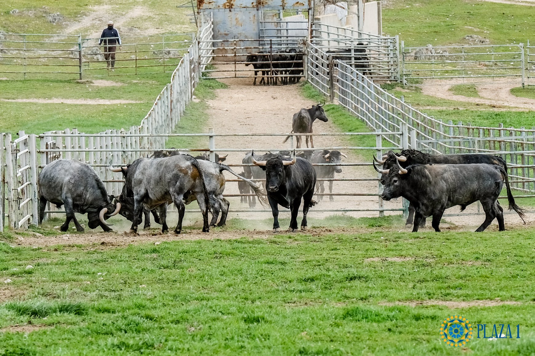 Toros de Victorino Martín para Las Ventas el Domingo de Ramos de 2018.