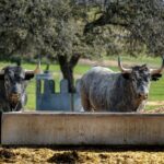 Toros de Victorino Martín para Las Ventas el Domingo de Ramos de 2018.