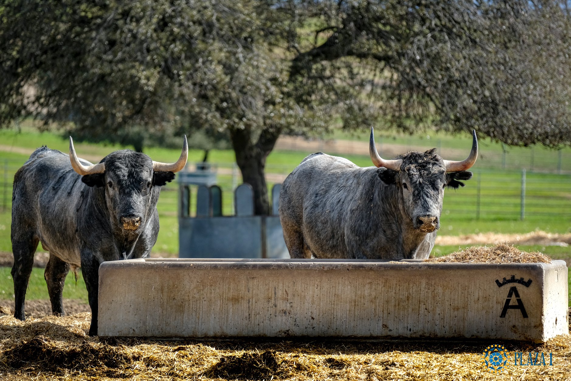 Toros de Victorino Martín para Las Ventas el Domingo de Ramos de 2018.