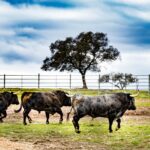 Toros de Victorino Martín para Las Ventas el Domingo de Ramos de 2018.