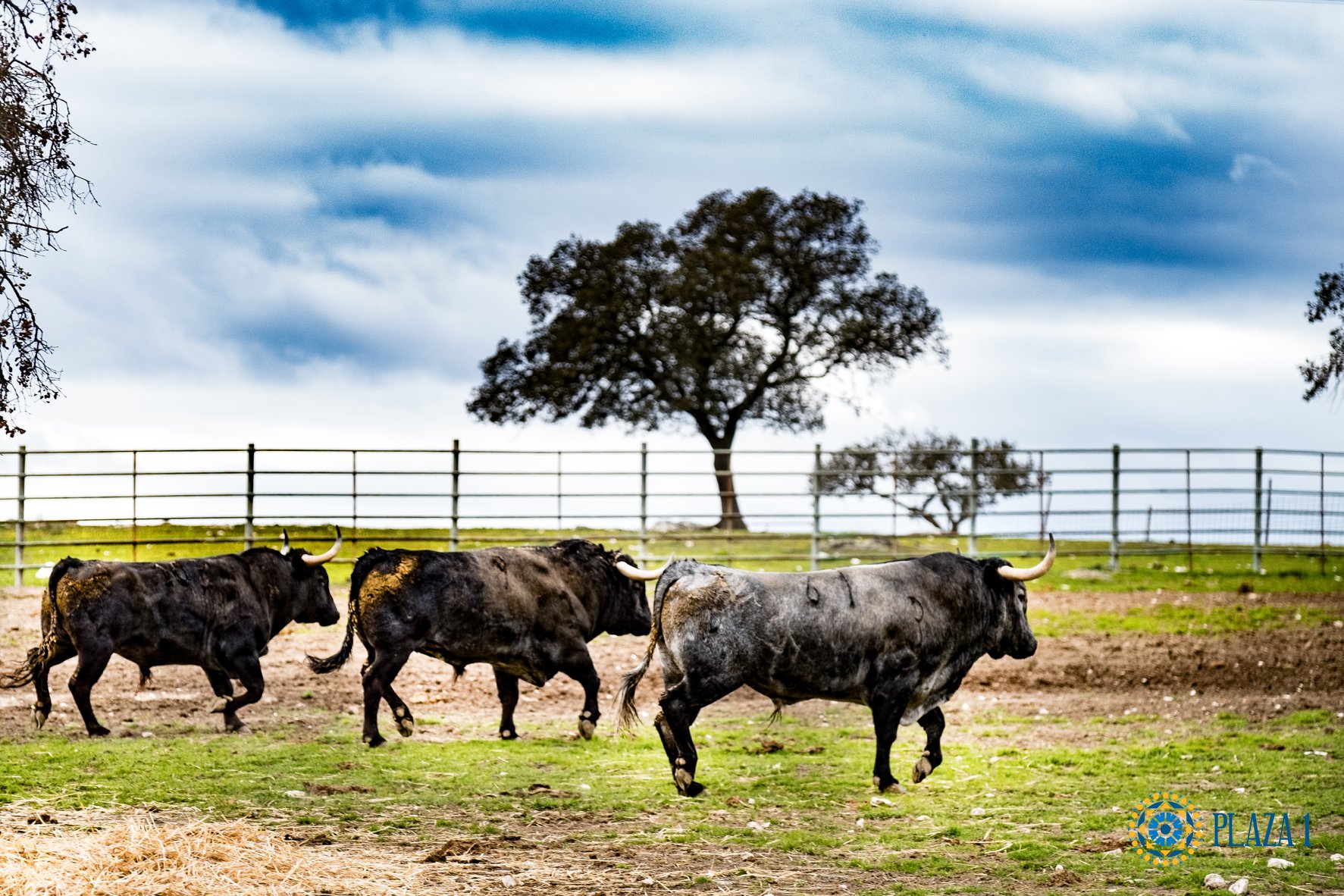 Toros de Victorino Martín para Las Ventas el Domingo de Ramos de 2018.