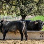 Toros de Victorino Martín para Las Ventas el Domingo de Ramos de 2018.