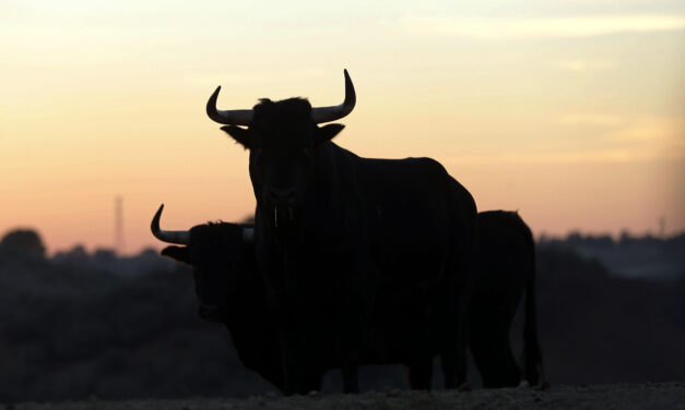 Campos de soledad, mustio collado