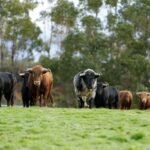 Camada de Juan Pedro Domecq para 2018