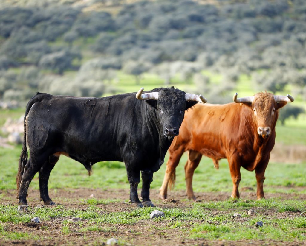 Camada de Juan Pedro Domecq para 2018