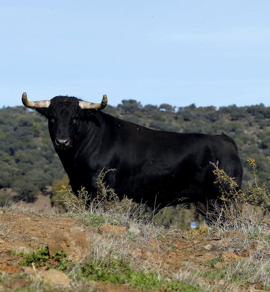 Camada de Juan Pedro Domecq para 2018