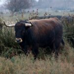 Toros de Robert Margé para 2018