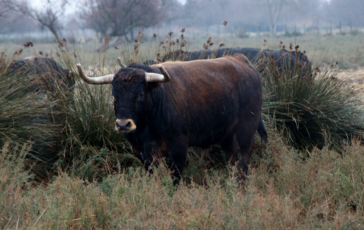 Toros de Robert Margé para 2018