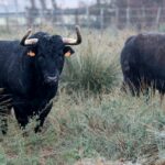 Toros de Robert Margé para 2018