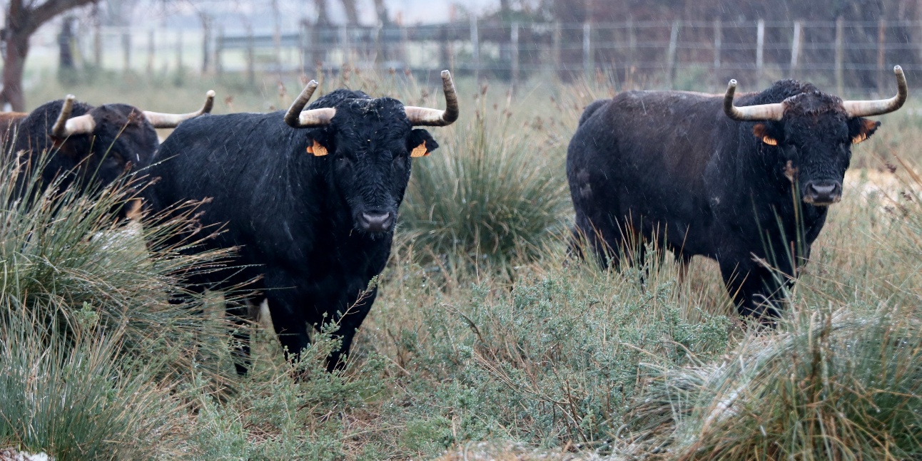 Toros de Robert Margé para 2018