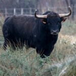 Toros de Robert Margé para 2018