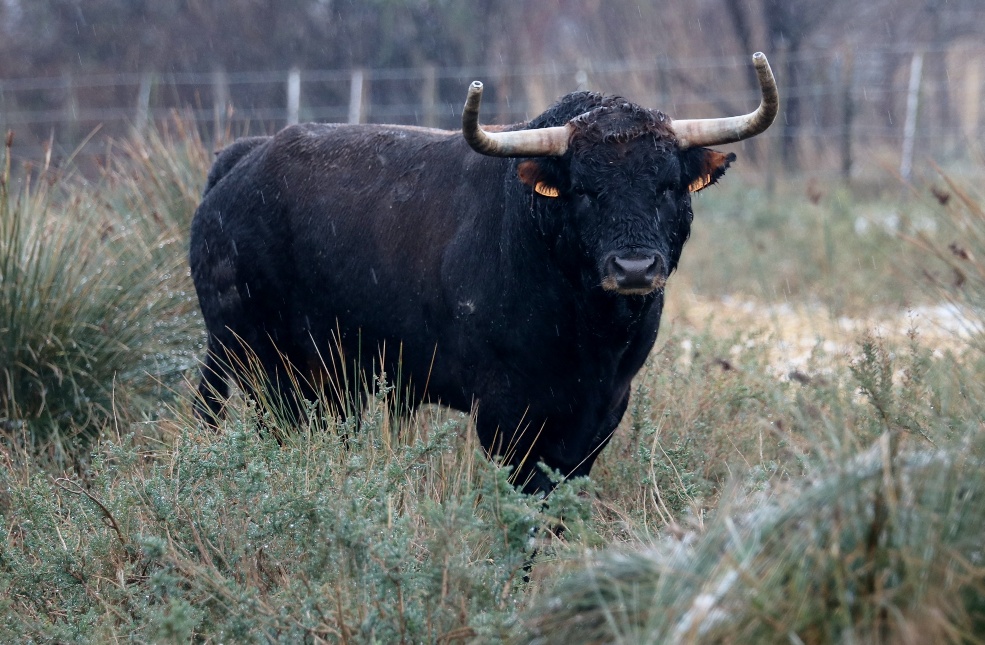 Toros de Robert Margé para 2018
