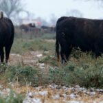 Toros de Robert Margé para 2018