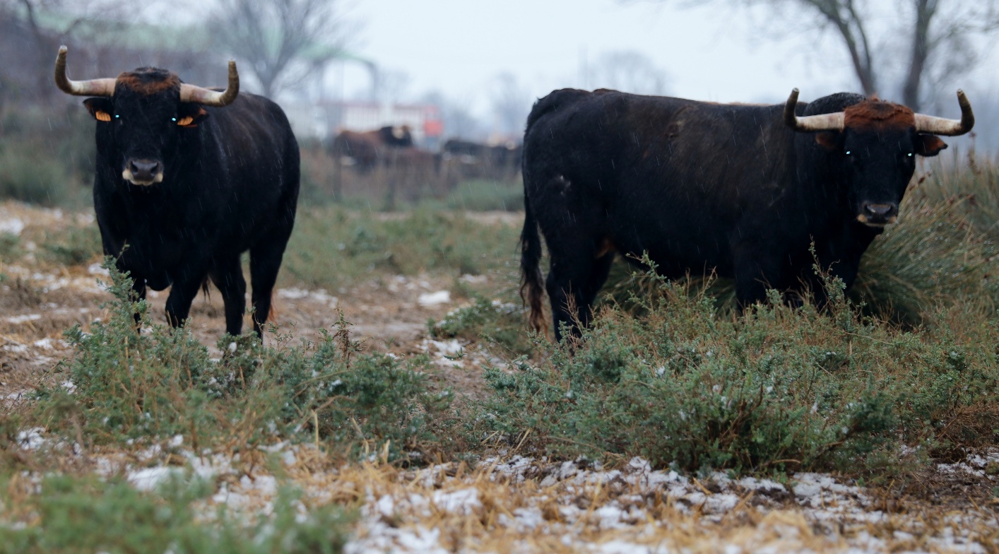 Toros de Robert Margé para 2018