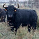 Toros de Robert Margé para 2018