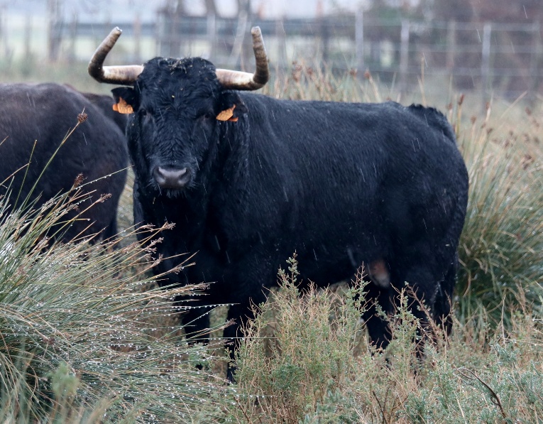 Toros de Robert Margé para 2018