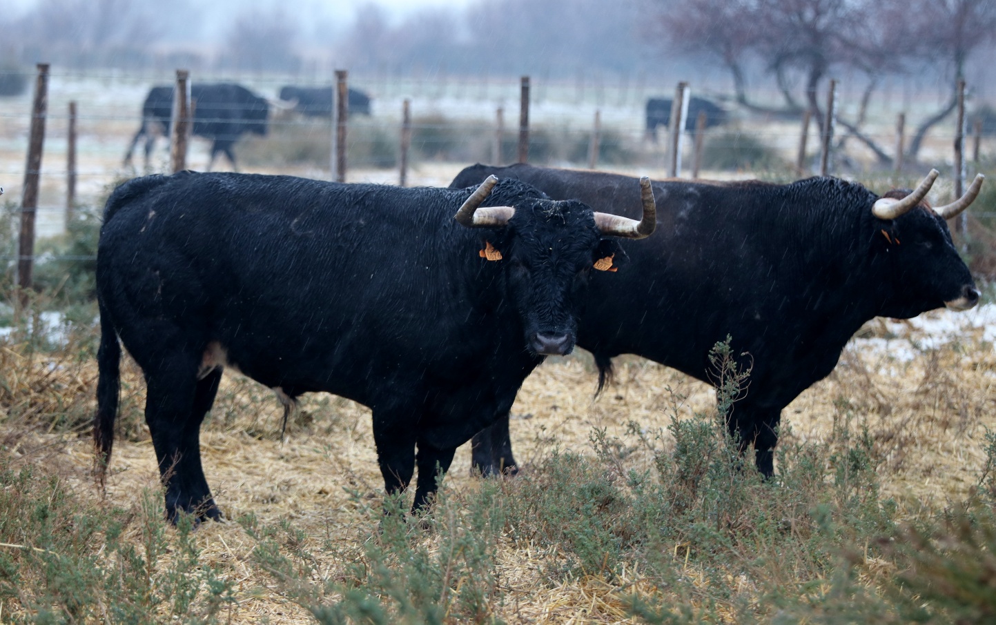 Toros de Robert Margé para 2018