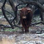 Toros de Robert Margé para 2018