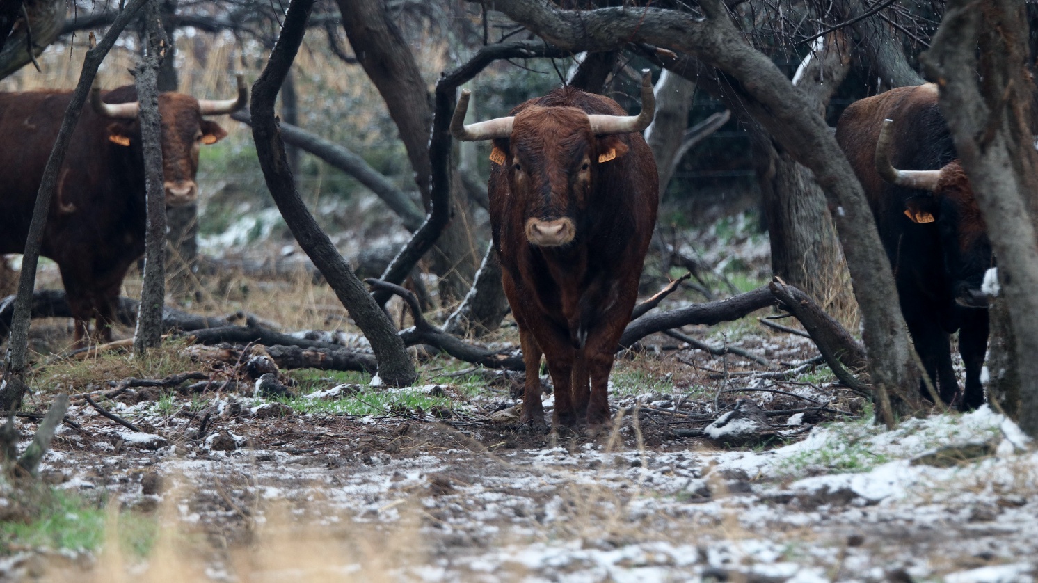 Toros de Robert Margé para 2018