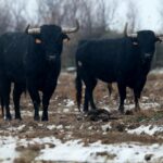 Toros de Robert Margé para 2018