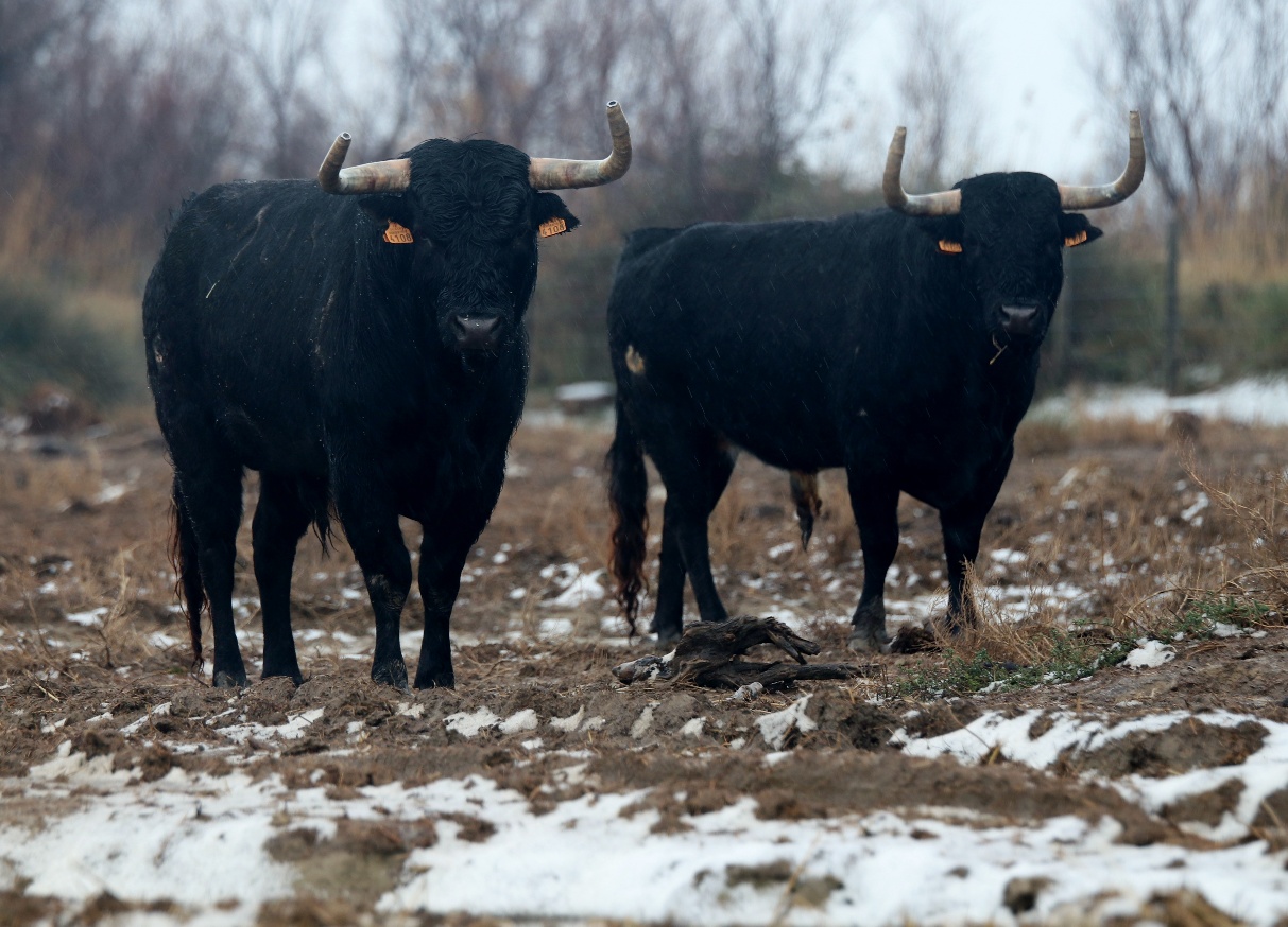 Toros de Robert Margé para 2018