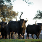 Camada de Puerto de San Lorenzo para 2018