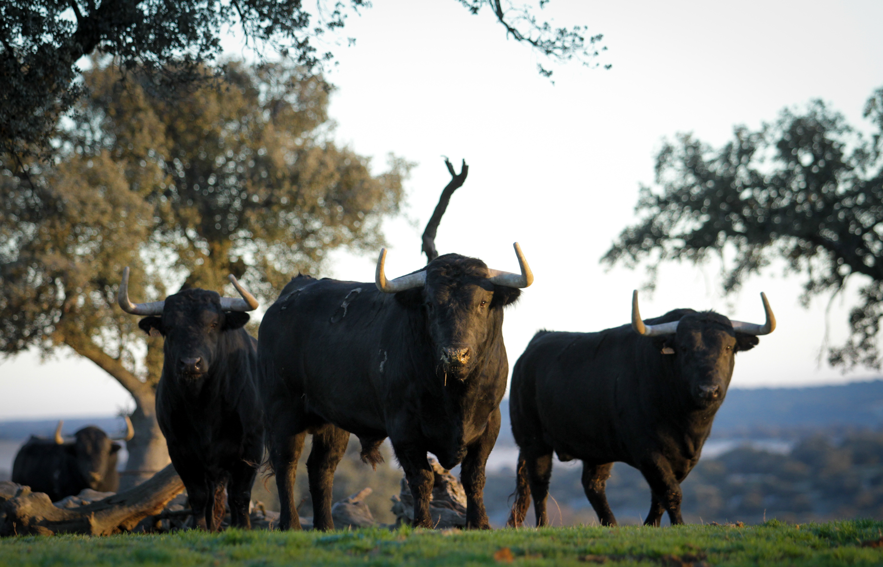 Camada de Puerto de San Lorenzo para 2018