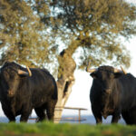 Camada de Puerto de San Lorenzo para 2018