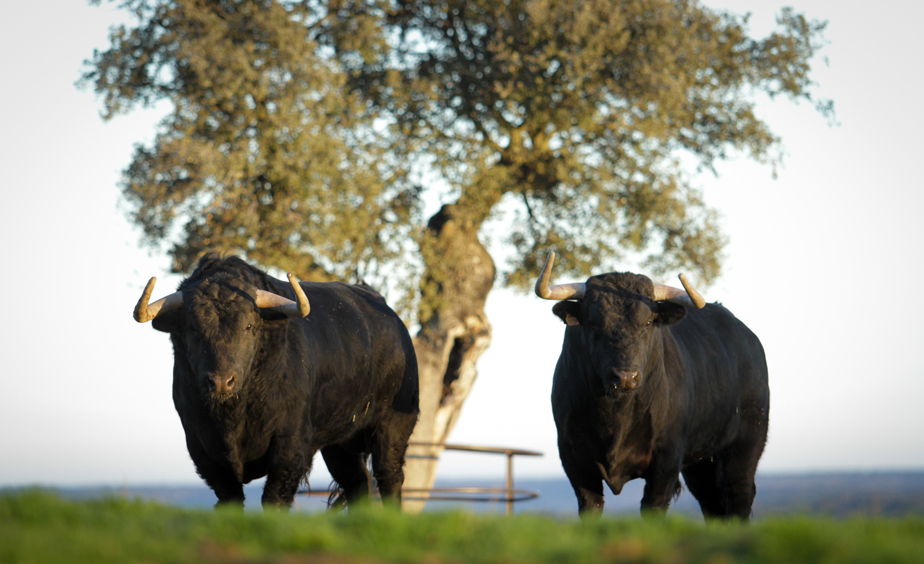 Camada de Puerto de San Lorenzo para 2018