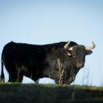 Camada de Puerto de San Lorenzo para 2018