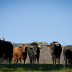 Camada de Puerto de San Lorenzo para 2018