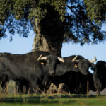 Camada de Puerto de San Lorenzo para 2018