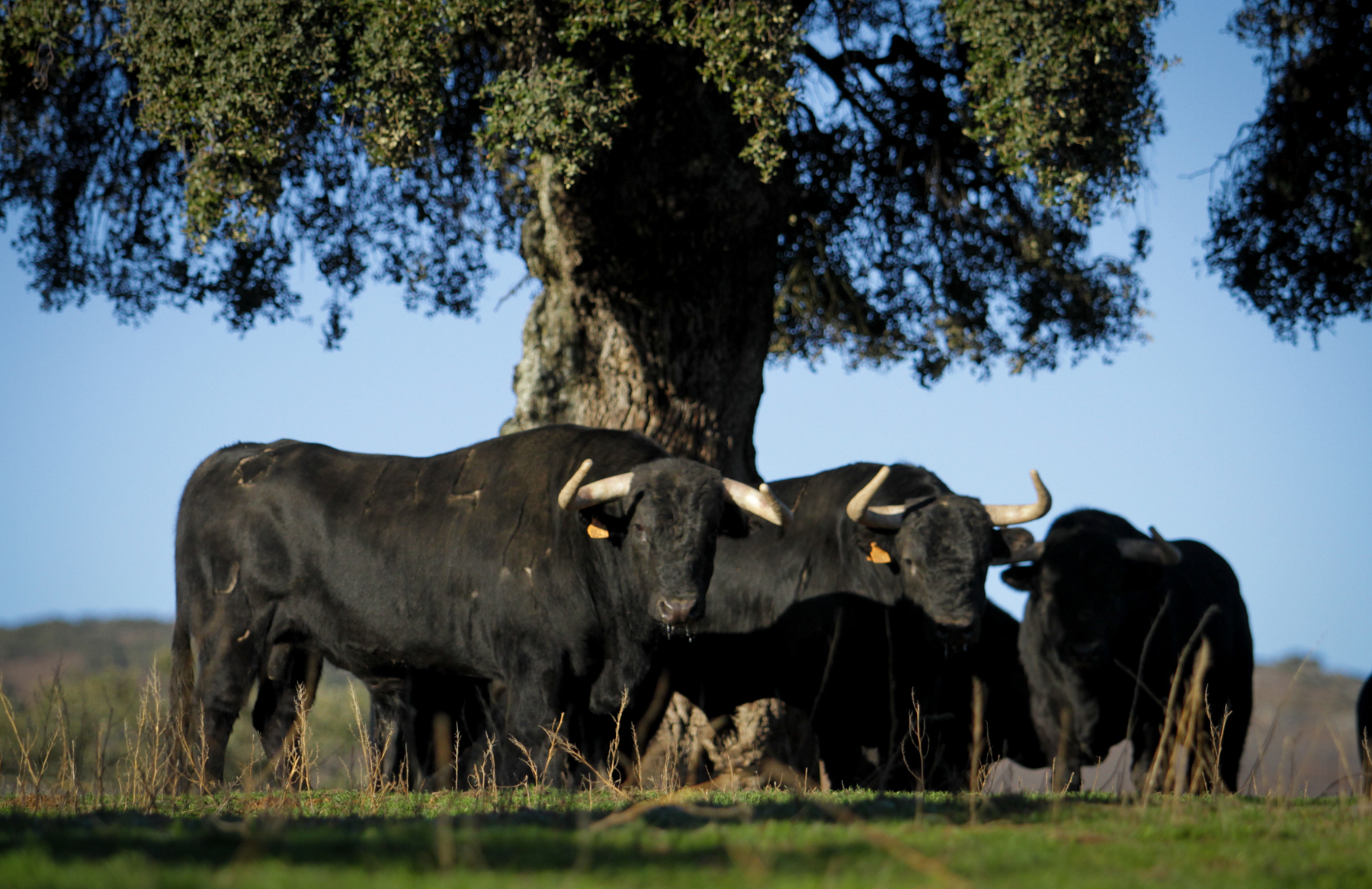 Camada de Puerto de San Lorenzo para 2018