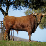 Camada de Puerto de San Lorenzo para 2018