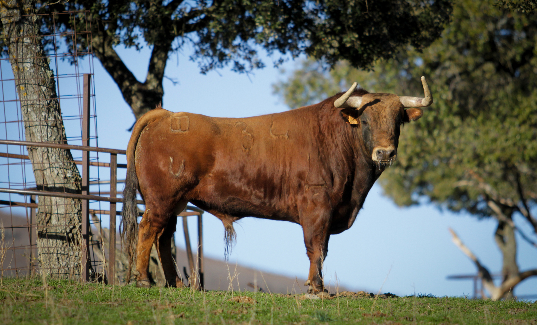 Camada de Puerto de San Lorenzo para 2018