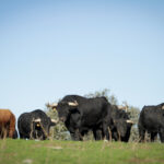 Camada de Puerto de San Lorenzo para 2018