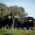 Camada de Puerto de San Lorenzo para 2018