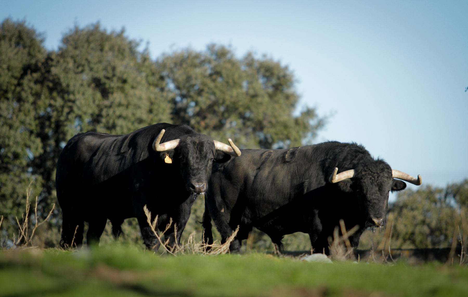 Camada de Puerto de San Lorenzo para 2018