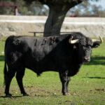 Camada de Puerto de San Lorenzo para 2018