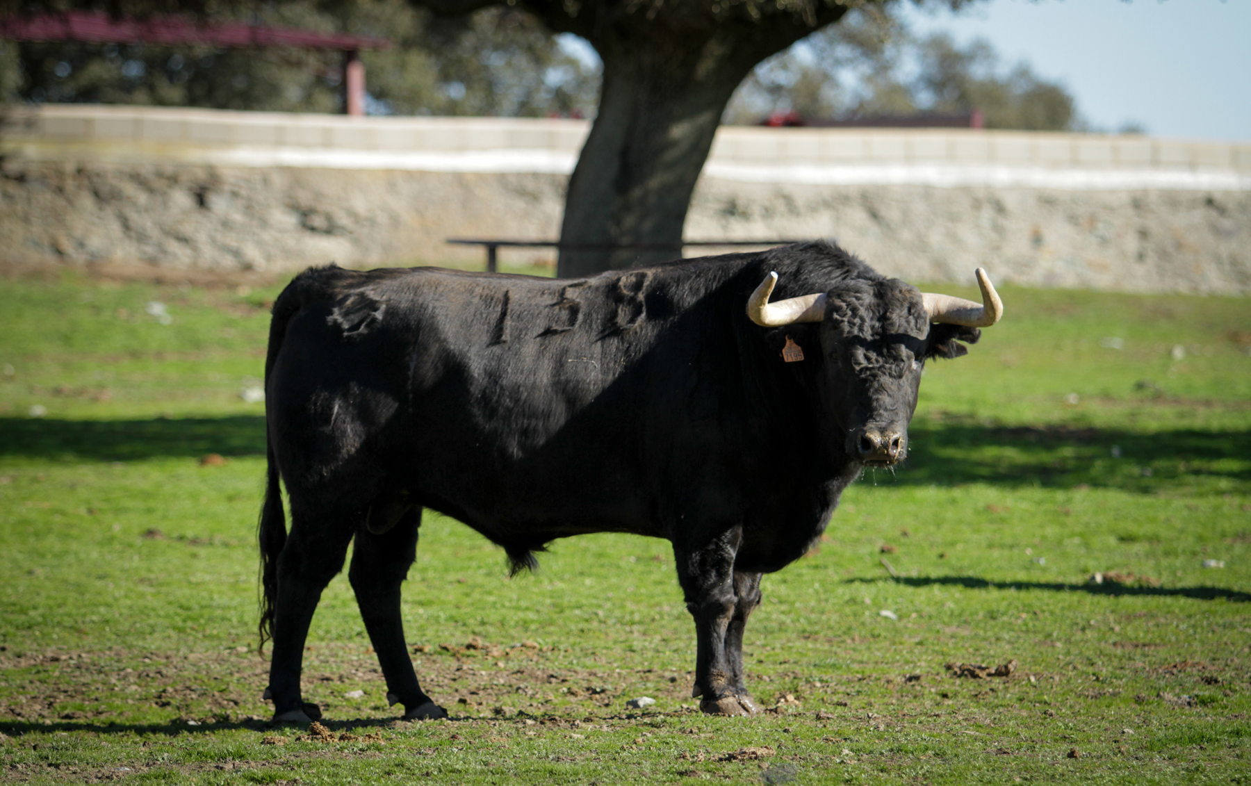 Camada de Puerto de San Lorenzo para 2018