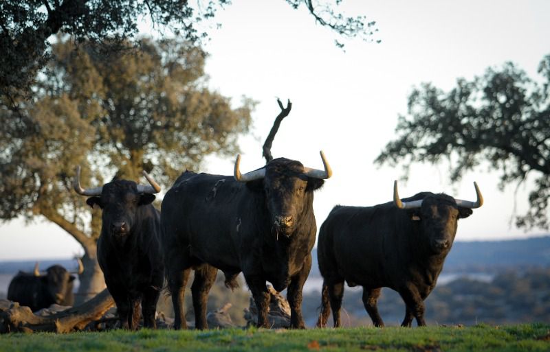 Puerto de San Lorenzo, tres tardes en Las Ventas en 2018