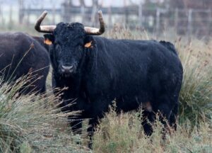 Toros de Robert Margé para 2018