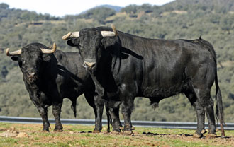 Bravura en progresión