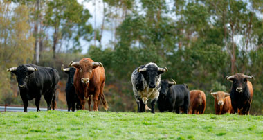 Juan Pedro Domecq: Madrid, Sevilla, Valencia, Málaga…