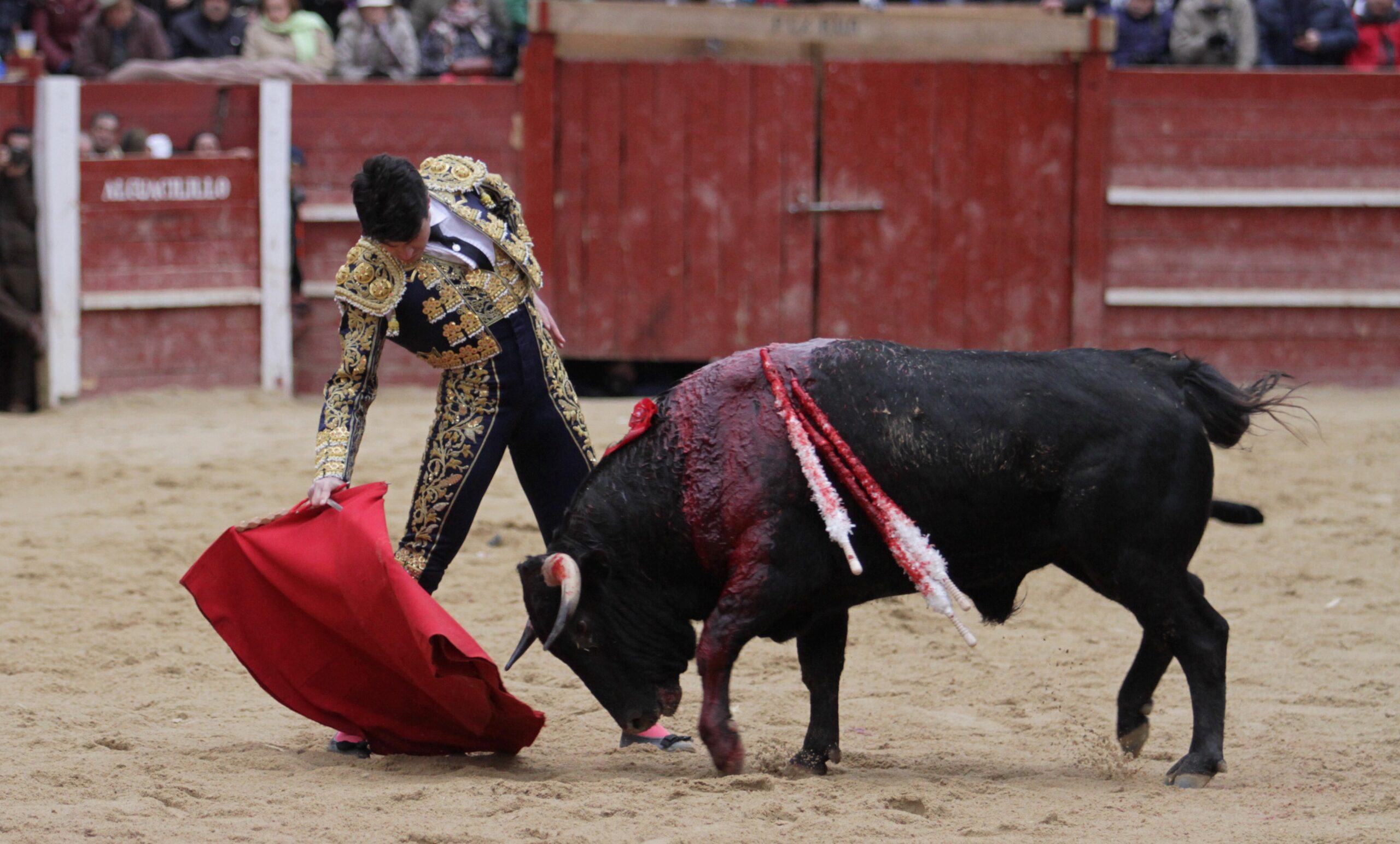 Carlos Aranda, Pérez Pinto, Juanito y Toñete, a oreja por coleta en Ciudad Rodrigo