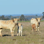 Roca Rey, maestro en el Club de Aficionados Prácticos de Guillena (Sevilla)