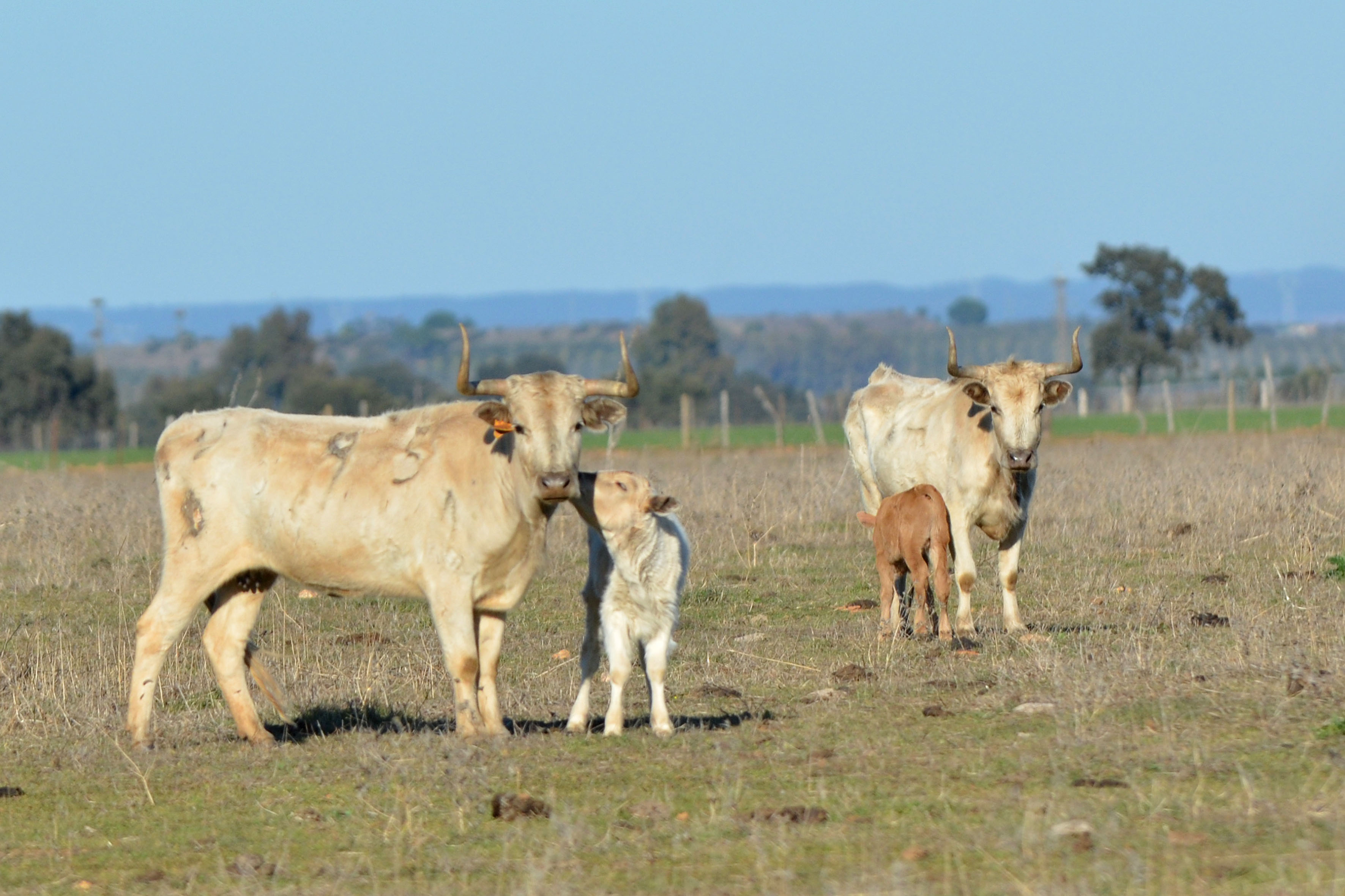 Roca Rey, maestro en el Club de Aficionados Prácticos de Guillena (Sevilla)